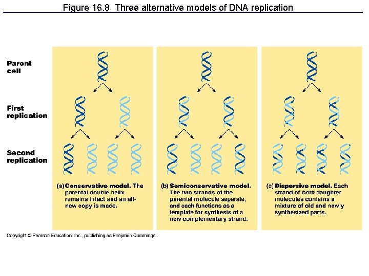Figure 16. 8 Three alternative models of DNA replication 