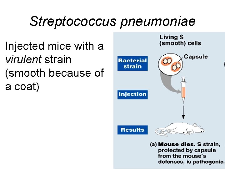 Streptococcus pneumoniae Injected mice with a virulent strain (smooth because of a coat) 