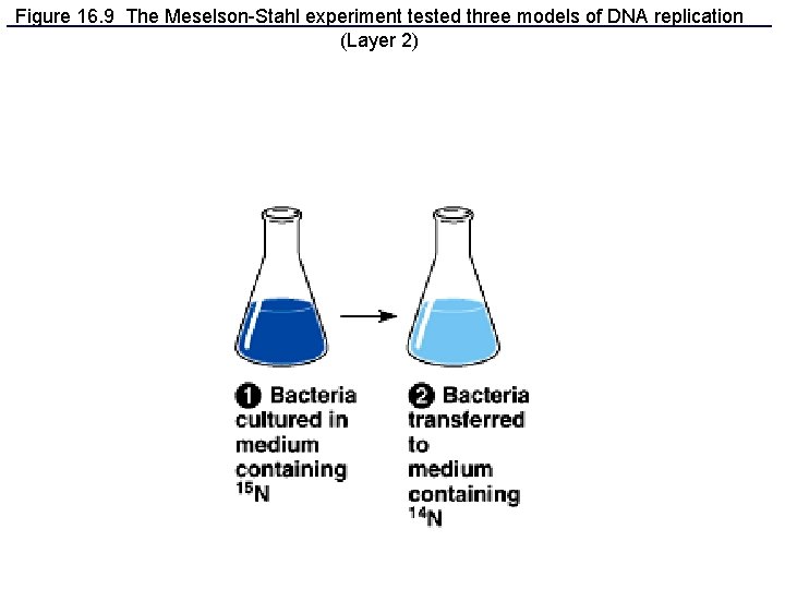 Figure 16. 9 The Meselson-Stahl experiment tested three models of DNA replication (Layer 2)