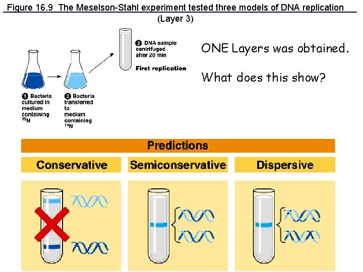 Figure 16. 9 The Meselson-Stahl experiment tested three models of DNA replication (Layer 3)