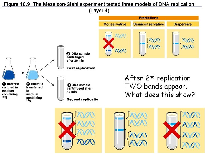 Figure 16. 9 The Meselson-Stahl experiment tested three models of DNA replication (Layer 4)