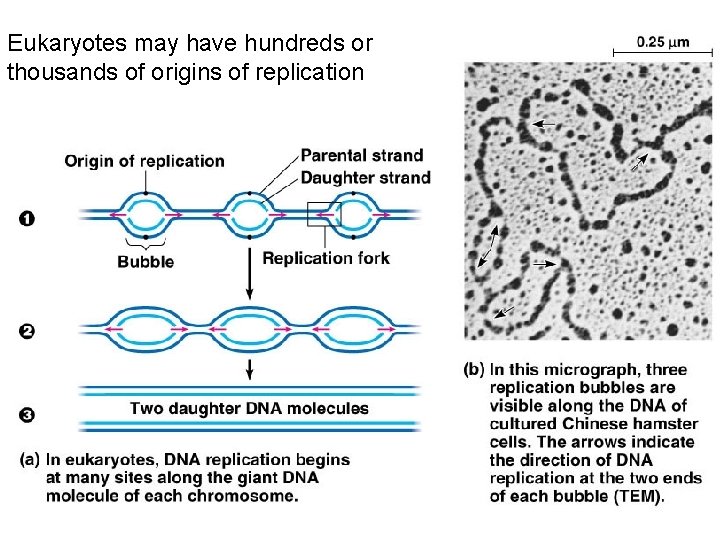 Eukaryotes may have hundreds or thousands of origins of replication 