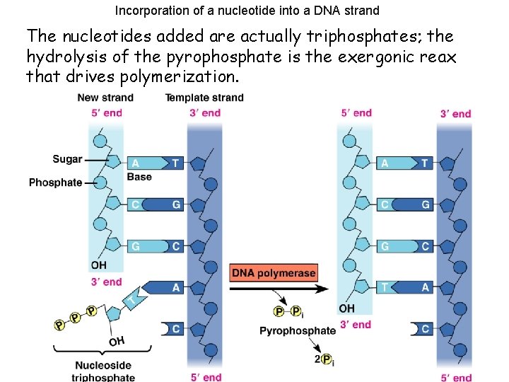 Incorporation of a nucleotide into a DNA strand The nucleotides added are actually triphosphates;