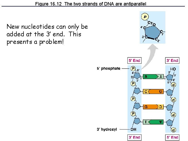 Figure 16. 12 The two strands of DNA are antiparallel New nucleotides can only