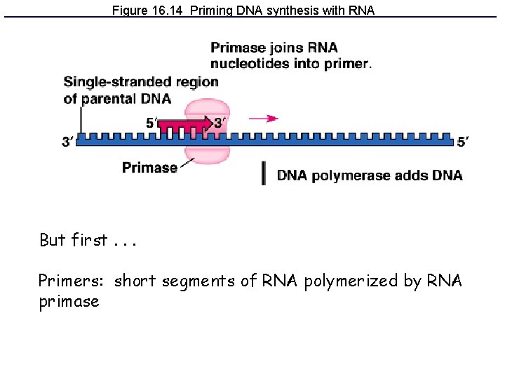 Figure 16. 14 Priming DNA synthesis with RNA But first. . . Primers: short