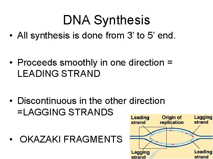 DNA Synthesis • All synthesis is done from 3’ to 5’ end. • Proceeds