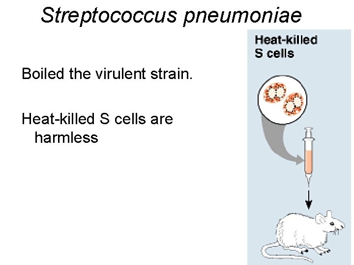 Streptococcus pneumoniae Boiled the virulent strain. Heat-killed S cells are harmless 