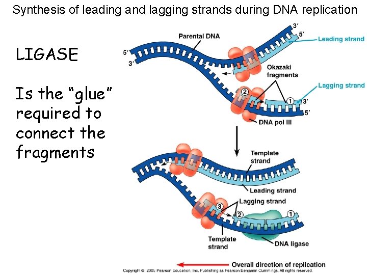 Synthesis of leading and lagging strands during DNA replication LIGASE Is the “glue” required