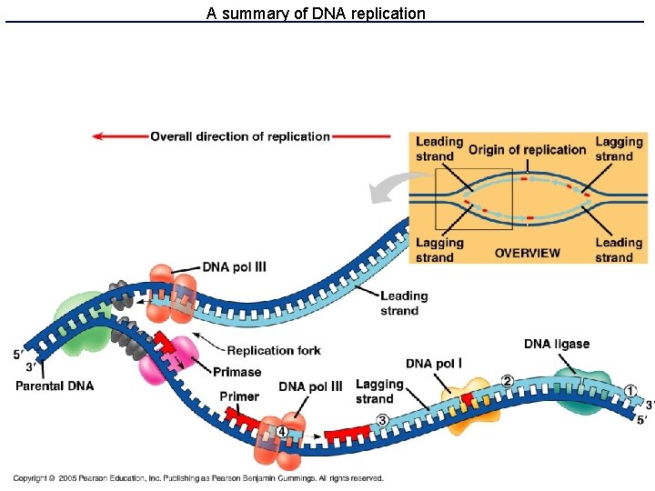 A summary of DNA replication 