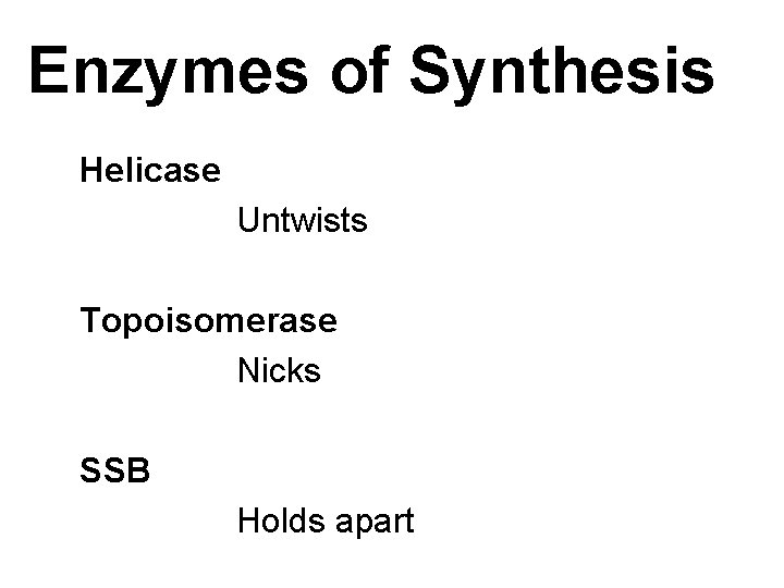 Enzymes of Synthesis Helicase Untwists Topoisomerase Nicks SSB Holds apart 