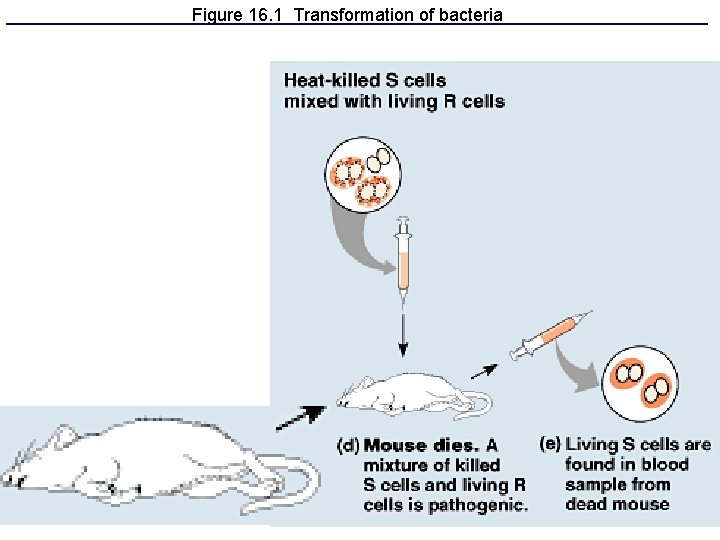 Figure 16. 1 Transformation of bacteria 