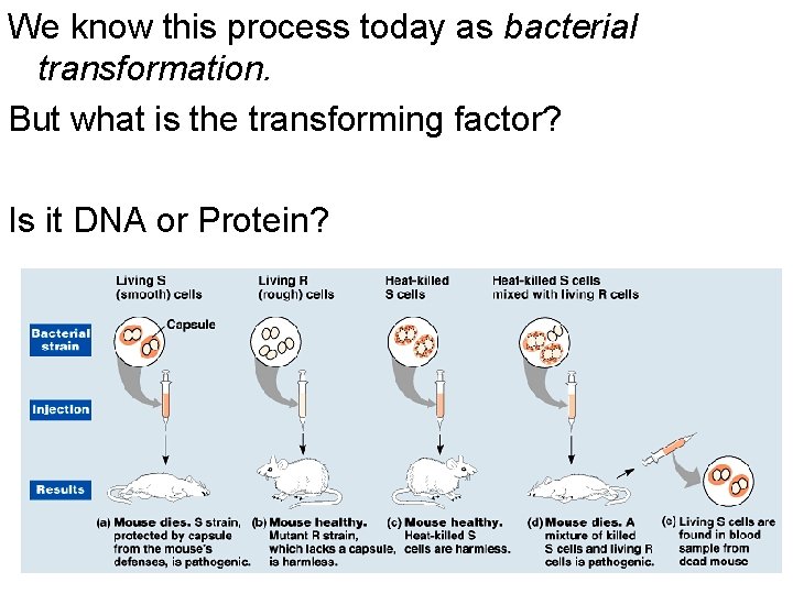 We know this process today as bacterial transformation. But what is the transforming factor?