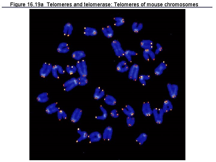 Figure 16. 19 a Telomeres and telomerase: Telomeres of mouse chromosomes 