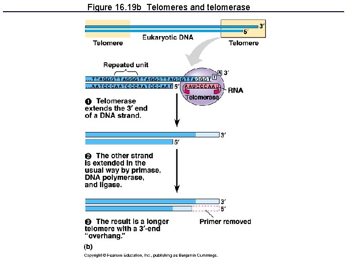 Figure 16. 19 b Telomeres and telomerase 