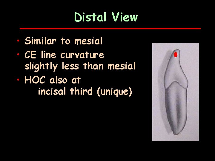 Distal View • Similar to mesial • CE line curvature slightly less than mesial