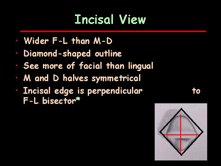 Incisal View • • • Wider F-L than M-D Diamond-shaped outline See more of