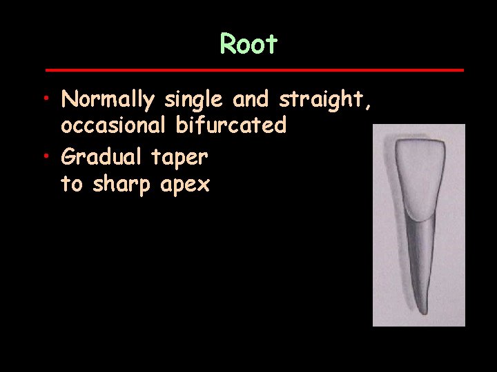 Root • Normally single and straight, occasional bifurcated • Gradual taper to sharp apex