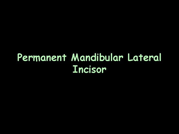 Permanent Mandibular Lateral Incisor 