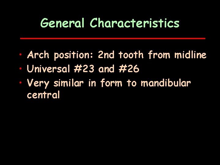 General Characteristics • Arch position: 2 nd tooth from midline • Universal #23 and