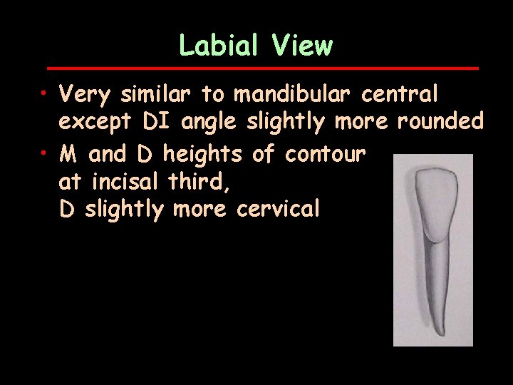 Labial View • Very similar to mandibular central except DI angle slightly more rounded