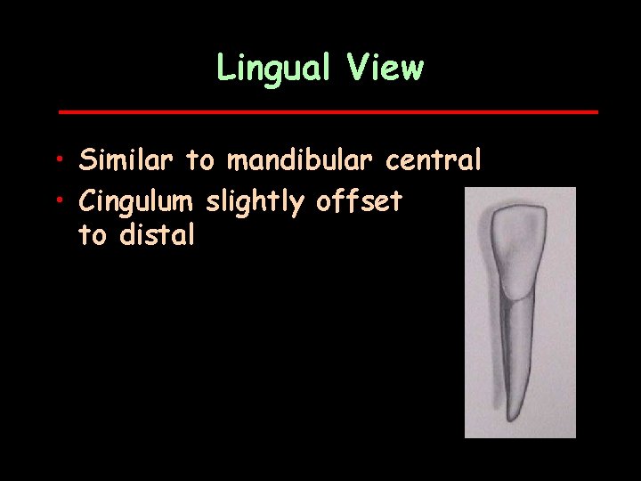 Lingual View • Similar to mandibular central • Cingulum slightly offset to distal 