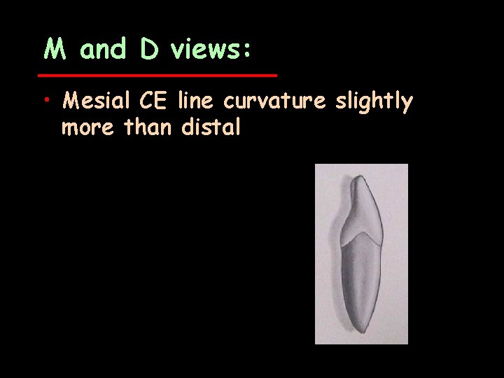 M and D views: • Mesial CE line curvature slightly more than distal 