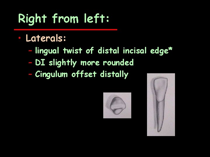 Right from left: • Laterals: – lingual twist of distal incisal edge* – DI