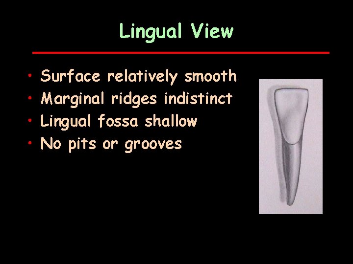 Lingual View • • Surface relatively smooth Marginal ridges indistinct Lingual fossa shallow No