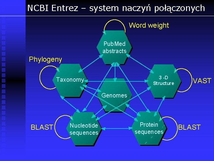 NCBI Entrez – system naczyń połączonych Word weight Pub. Med abstracts Phylogeny 3 -D