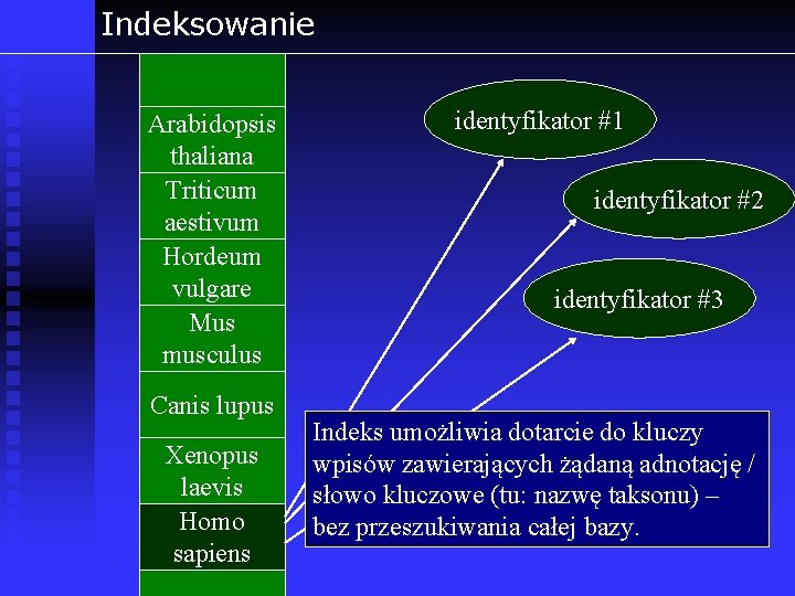 Indeksowanie Arabidopsis thaliana Triticum aestivum Hordeum vulgare Mus musculus Canis lupus Xenopus laevis Homo