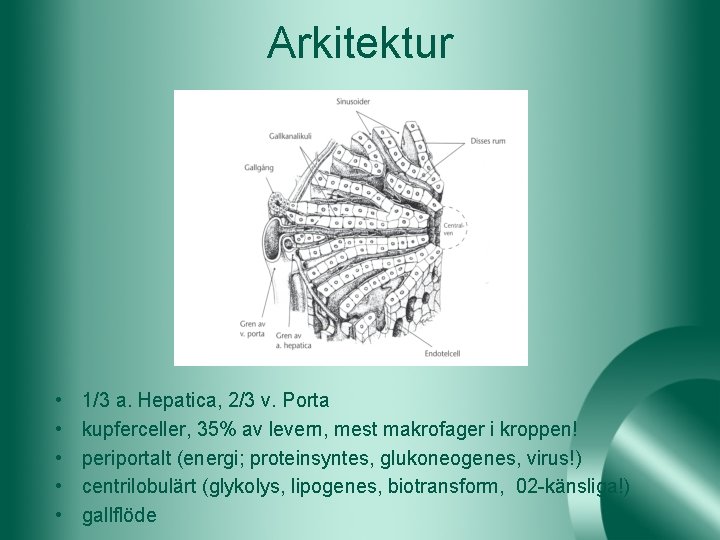 Arkitektur • • • 1/3 a. Hepatica, 2/3 v. Porta kupferceller, 35% av levern,