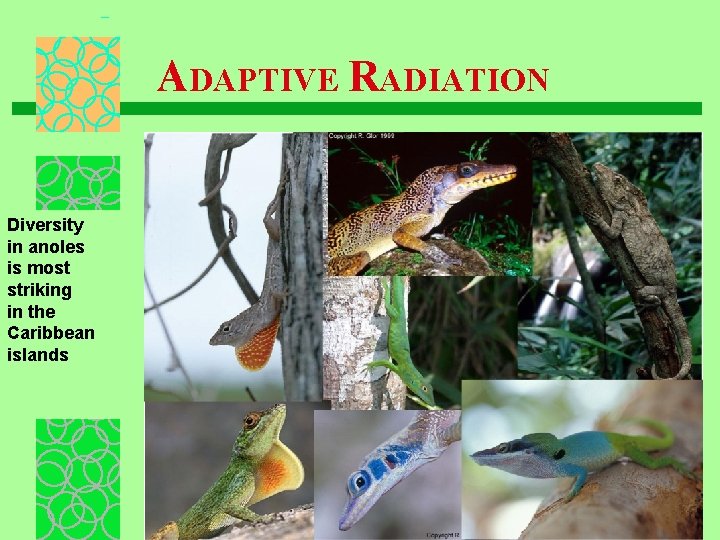 ADAPTIVE RADIATION Diversity in anoles is most striking in the Caribbean islands 