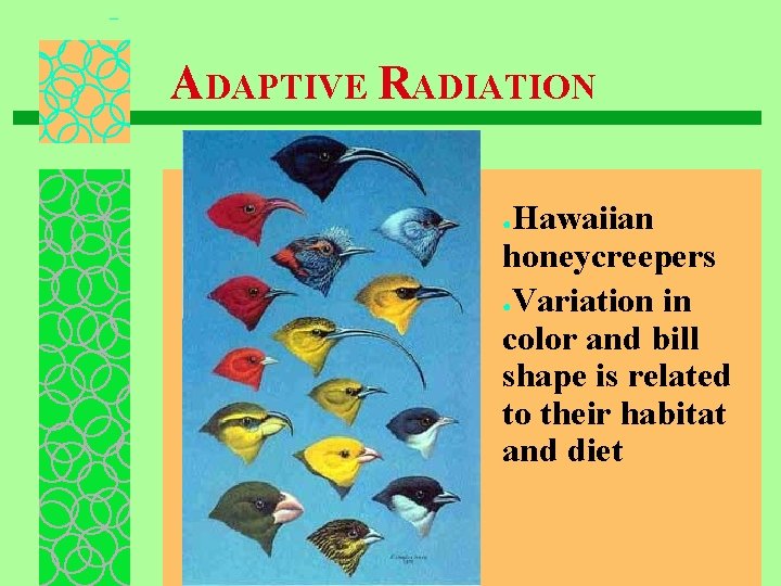 ADAPTIVE RADIATION Hawaiian honeycreepers ●Variation in color and bill shape is related to their