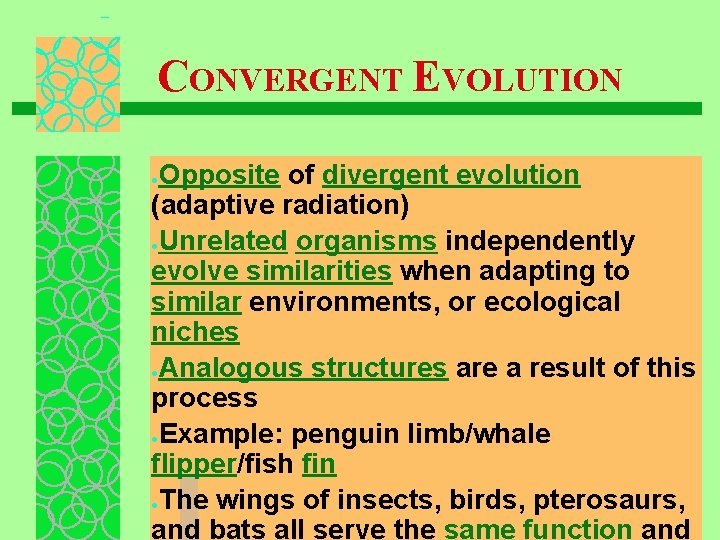 CONVERGENT EVOLUTION Opposite of divergent evolution (adaptive radiation) ●Unrelated organisms independently evolve similarities when