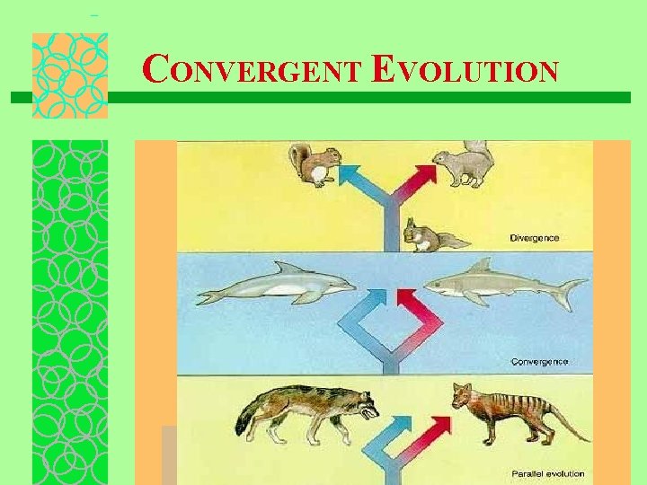 CONVERGENT EVOLUTION 