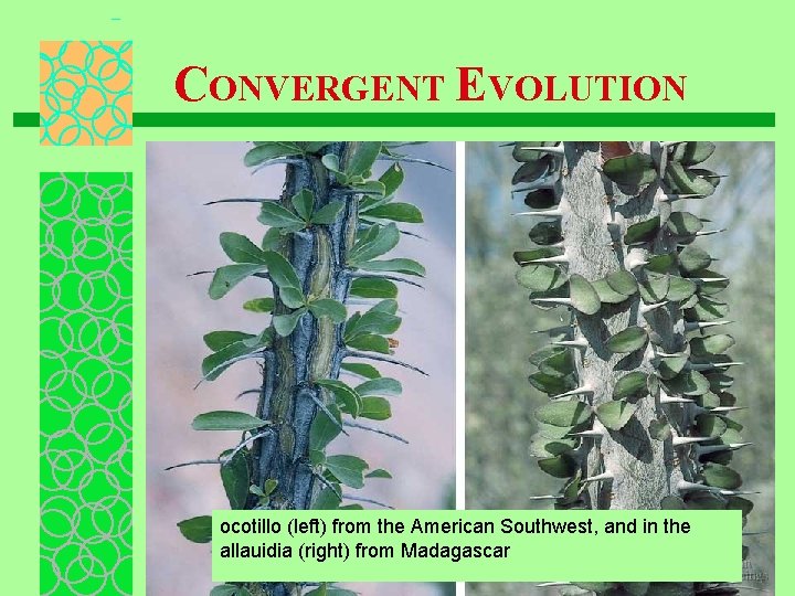 CONVERGENT EVOLUTION ocotillo (left) from the American Southwest, and in the allauidia (right) from