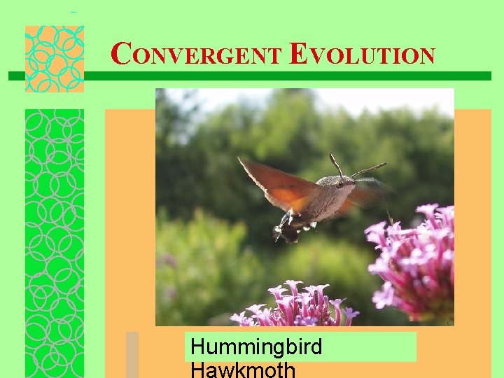 CONVERGENT EVOLUTION Hummingbird 