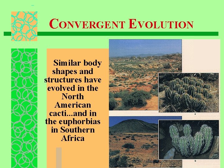 CONVERGENT EVOLUTION Similar body shapes and structures have evolved in the North American cacti.