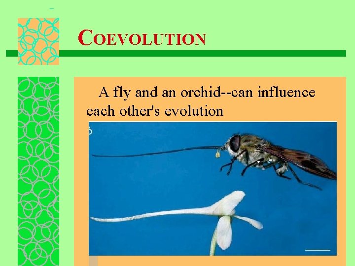 COEVOLUTION A fly and an orchid--can influence each other's evolution 