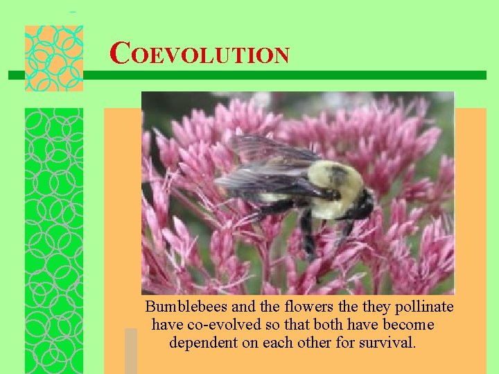COEVOLUTION Bumblebees and the flowers they pollinate have co-evolved so that both have become