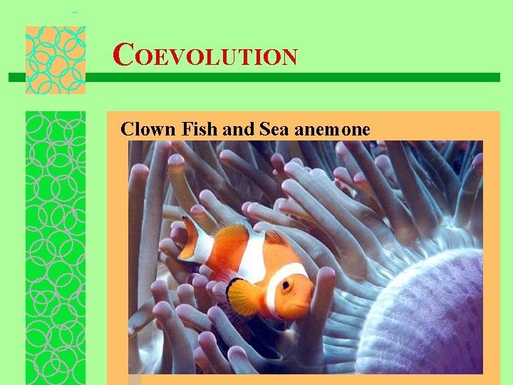 COEVOLUTION Clown Fish and Sea anemone 