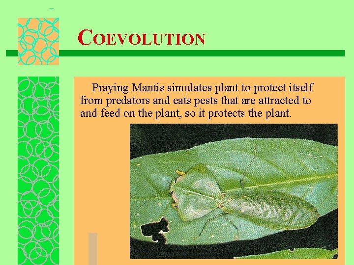 COEVOLUTION Praying Mantis simulates plant to protect itself from predators and eats pests that