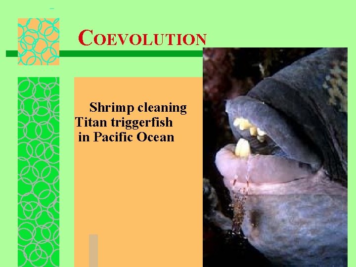 COEVOLUTION Shrimp cleaning Titan triggerfish in Pacific Ocean 