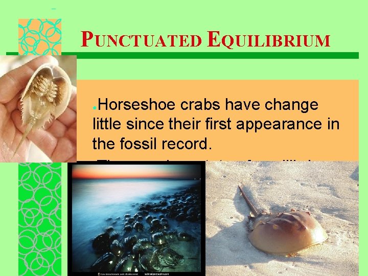 PUNCTUATED EQUILIBRIUM Horseshoe crabs have change little since their first appearance in the fossil