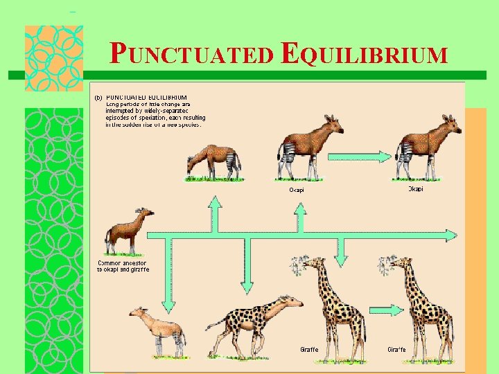 PUNCTUATED EQUILIBRIUM 