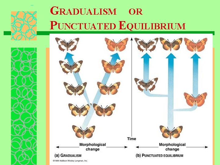 GRADUALISM OR PUNCTUATED EQUILIBRIUM 