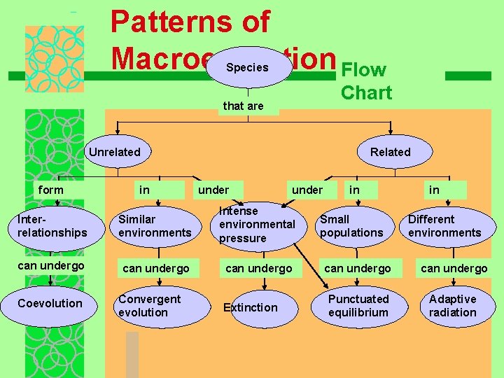 Patterns of Macroevolution Flow Species Chart that are Unrelated form in Related under Interrelationships