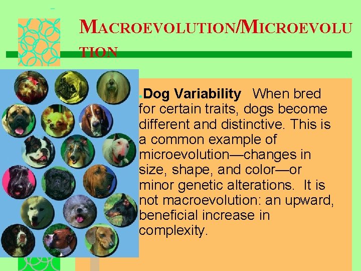 MACROEVOLUTION/MICROEVOLU TION Dog Variability When bred for certain traits, dogs become different and distinctive.