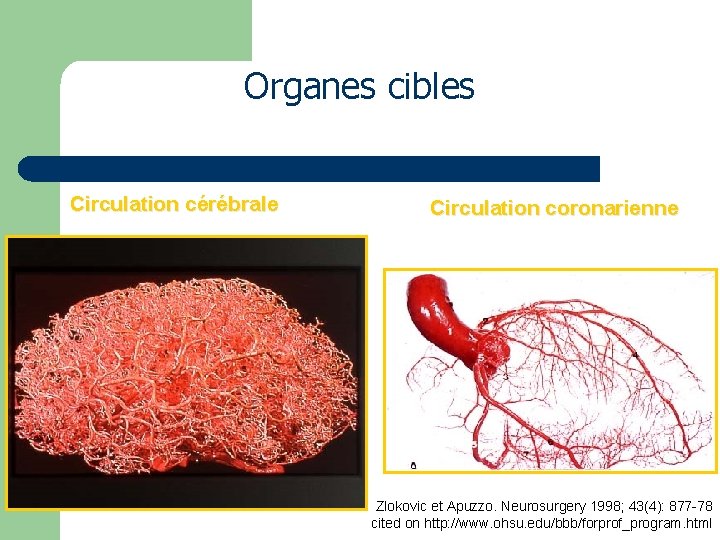 Organes cibles Circulation cérébrale Circulation coronarienne Zlokovic et Apuzzo. Neurosurgery 1998; 43(4): 877 -78