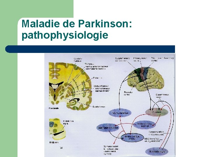 Maladie de Parkinson: pathophysiologie 